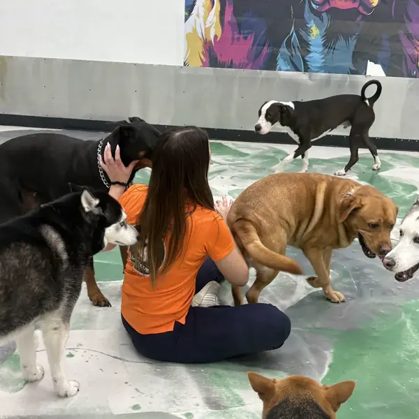 Play session on the daycare floor at K9 Rox Club